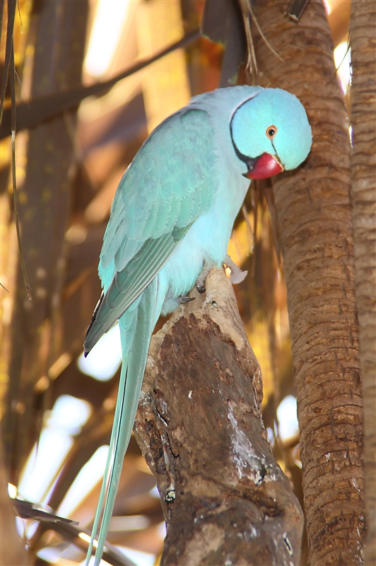 Tasmania_NatureWorldWildlifePk_2078_m_3_800px