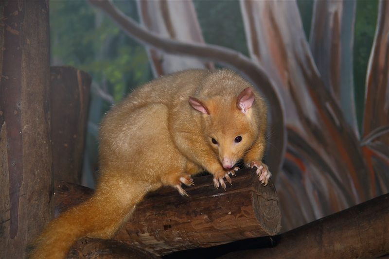 Tasmania_NatureWorldWildlifePk_2091_800px