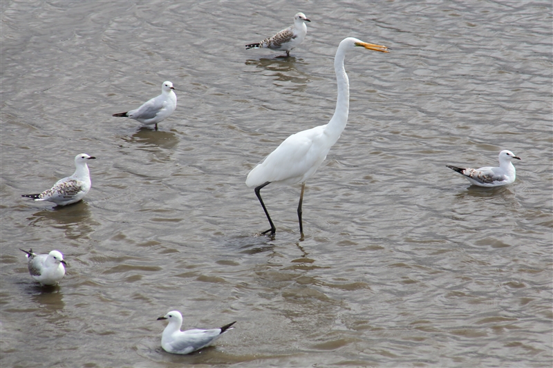 Tasmania_TamarIsWetlands_1890_800px