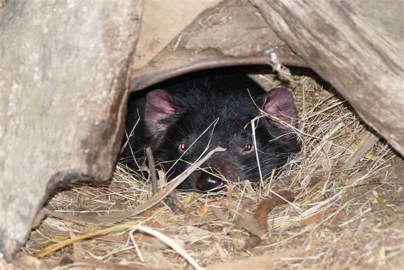 TasmanianTiger_DSC08307_800px