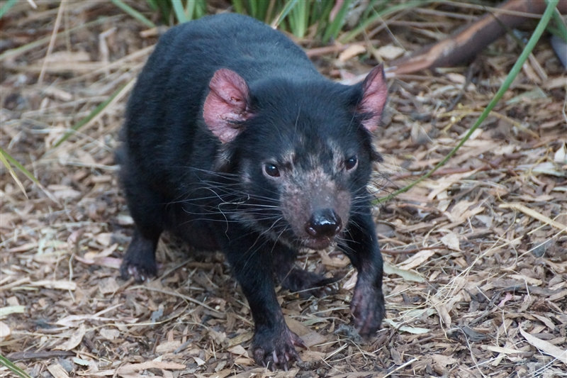 TasmanianTiger_DSC08311_800px