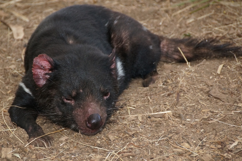 TasmanianTiger_DSC08344_800px