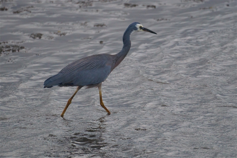 WhiteFacedHeron_DSC09974_800px