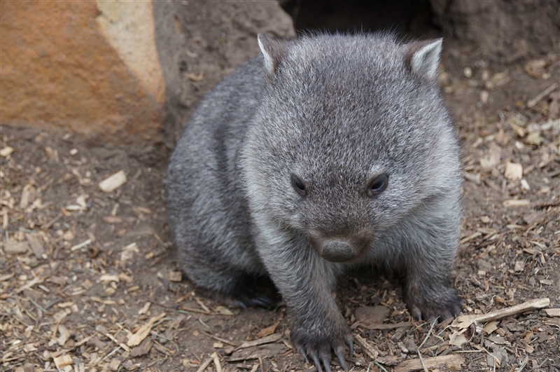 Wombat_DSC08272_800px