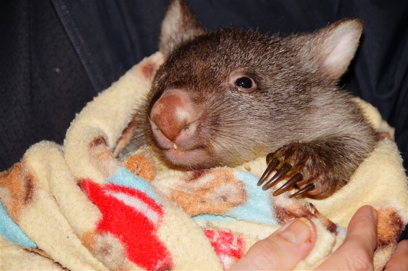 Wombat_DSC09195_800px
