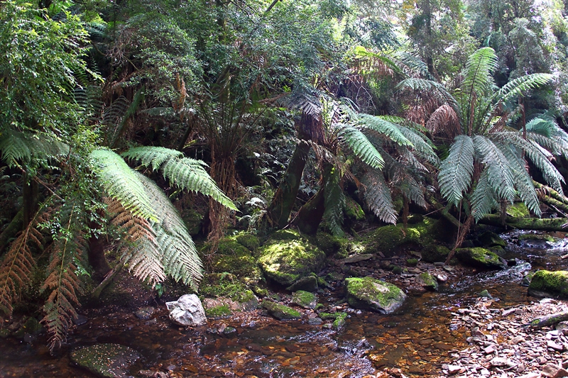 Tasmania_NelsonFalls_0106_m_800px