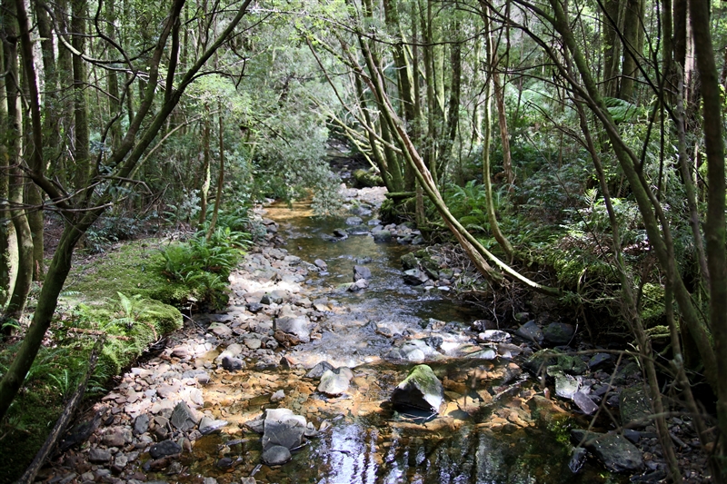Tasmania_NelsonFalls_1499_800px