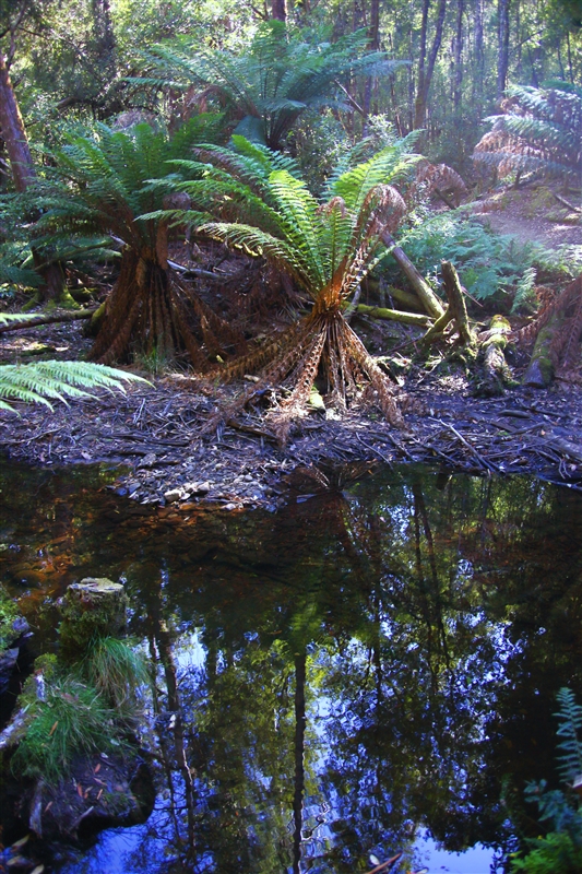 Tasmania_RussellFalls_1312_m_800px