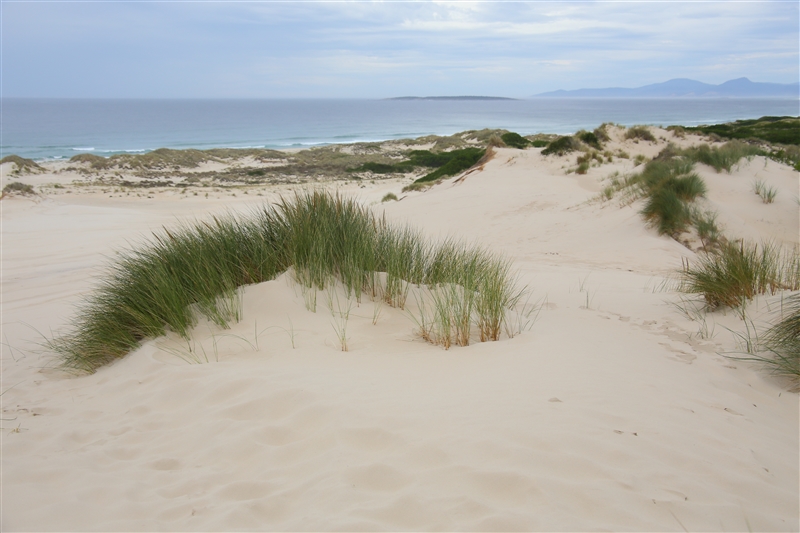 Tasmania_Peron'sDunes_2010_800px