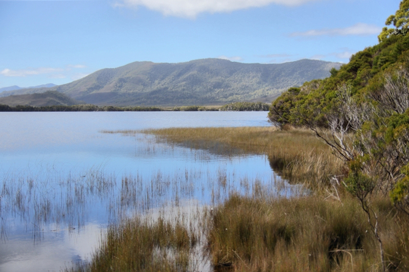 Tasmania_MelaleucaTrip_1075_800px