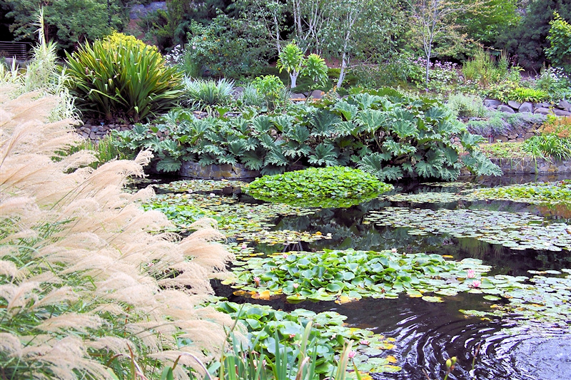 Tasmania_BotanicGardens_PondArea_2245_m_800px